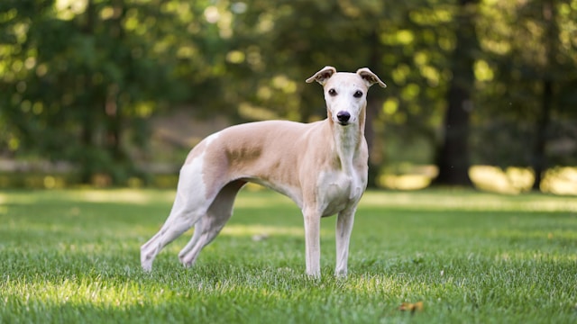 die-5-hunderassen-die-am-krzesten-leben