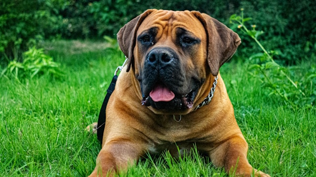 die-5-hunderassen-die-am-krzesten-leben