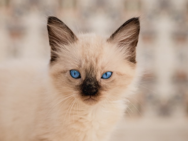die-5-geselligsten-katzen