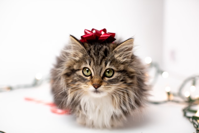 die-5-geselligsten-katzen
