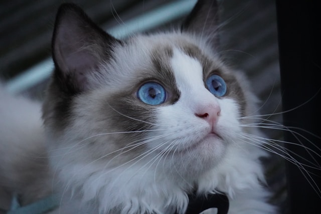 die-5-geselligsten-katzen